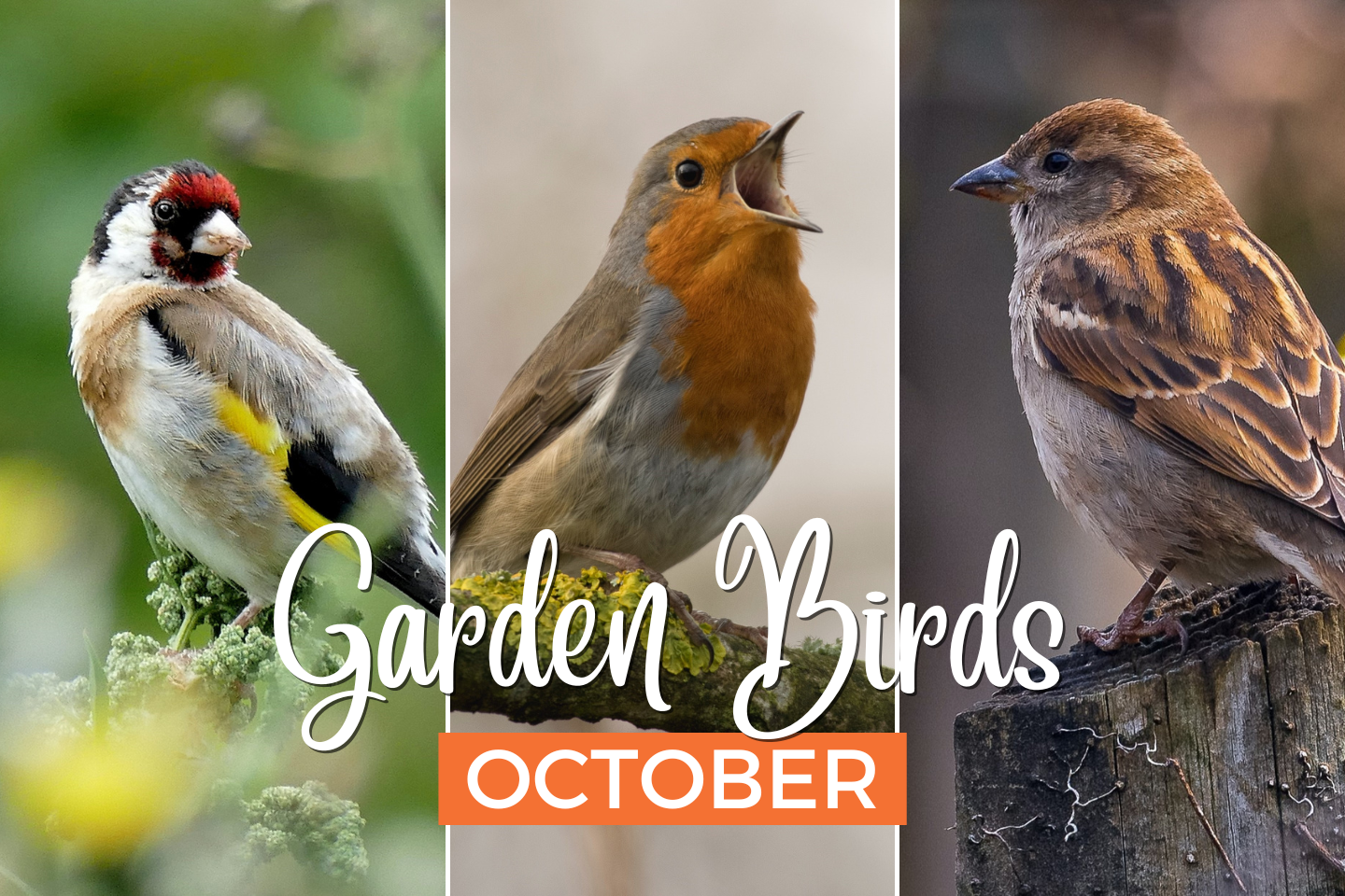 Garden Birds October