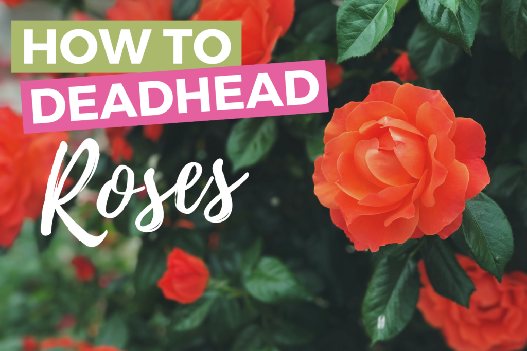 How to Deadhead Roses