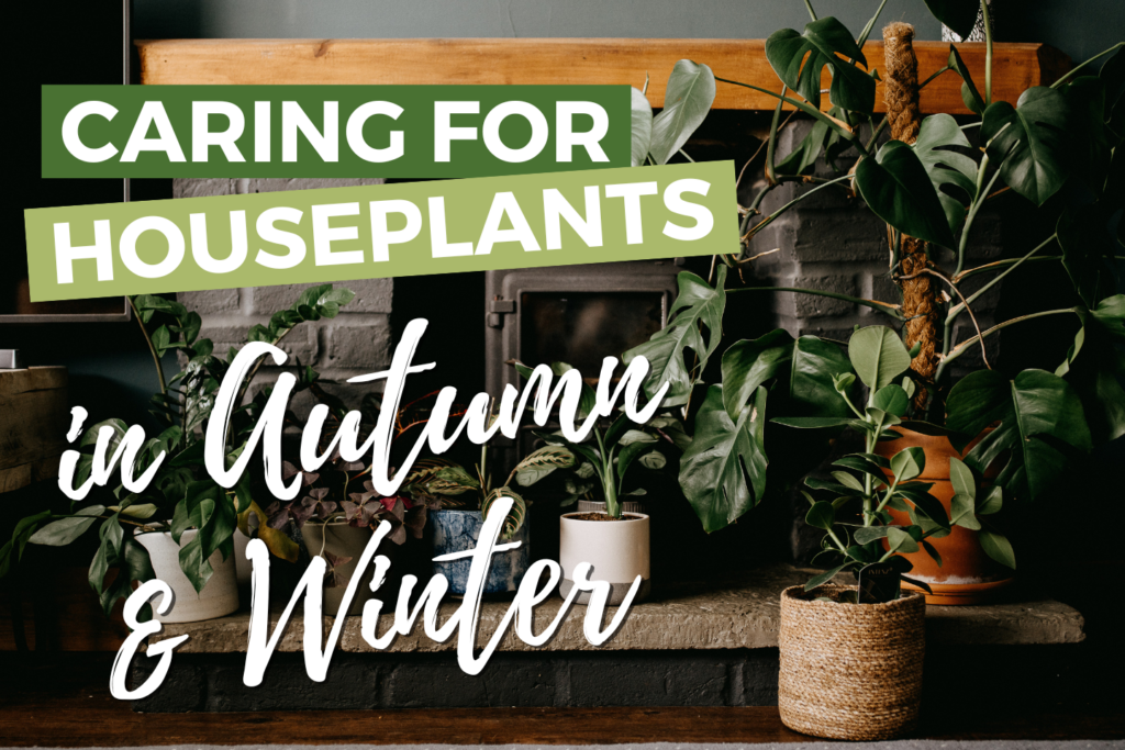 Caring for Your Houseplants in Autumn and Winter
