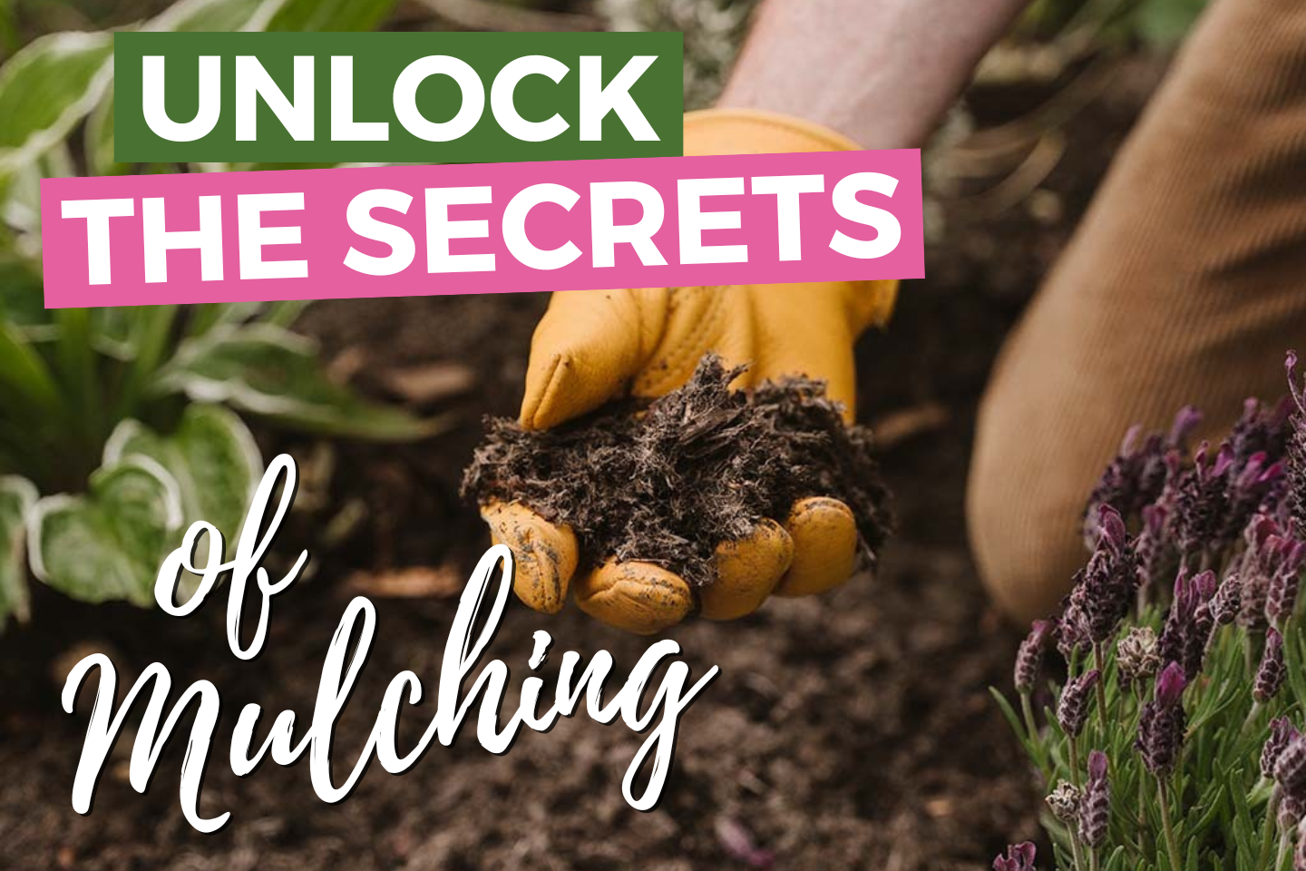 Unlock The Secrets of Mulching