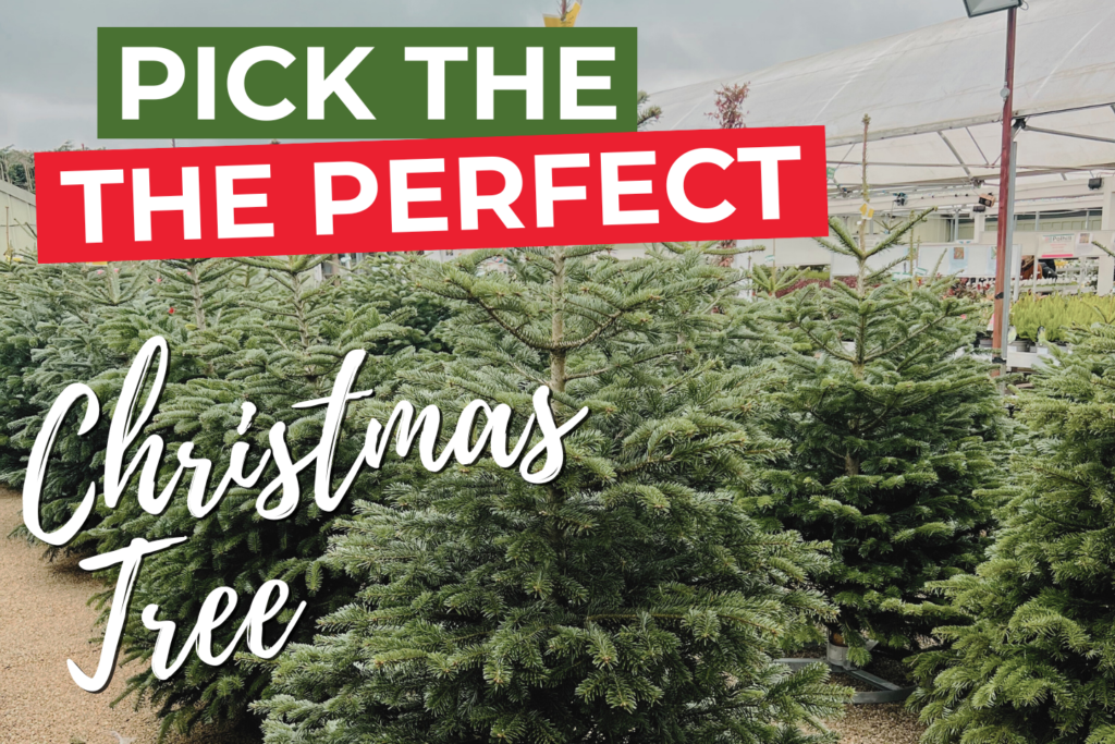 Pick the Perfect Christmas Tree