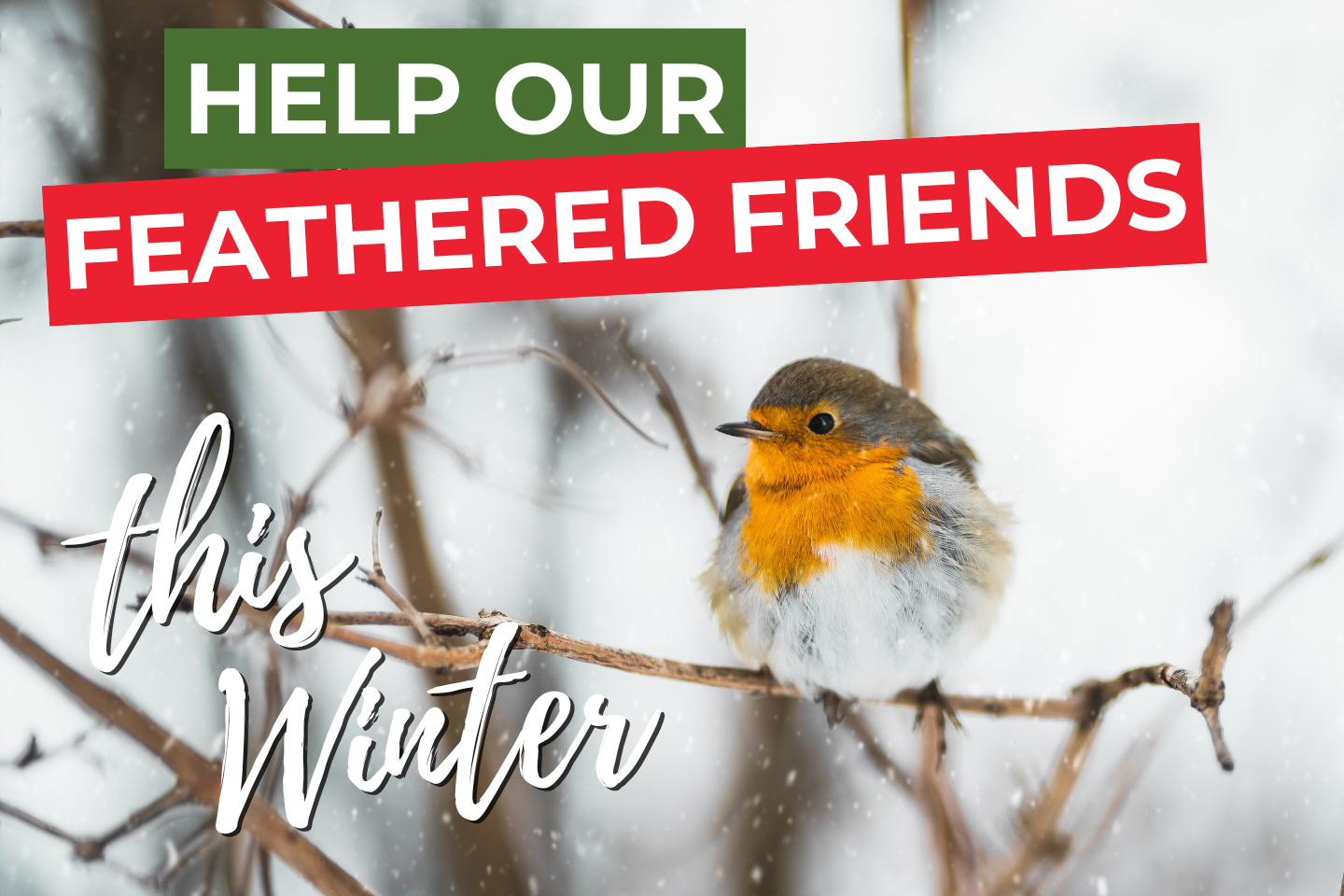 Help Our Feathered Friends this Winter