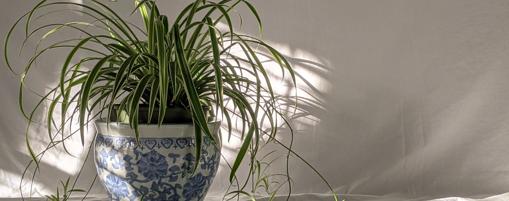Spider Plant in a House