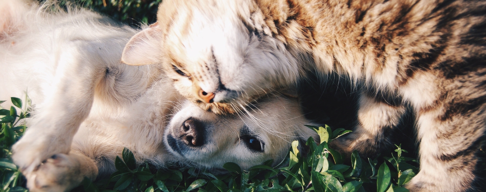 Cat and Dog Hugging