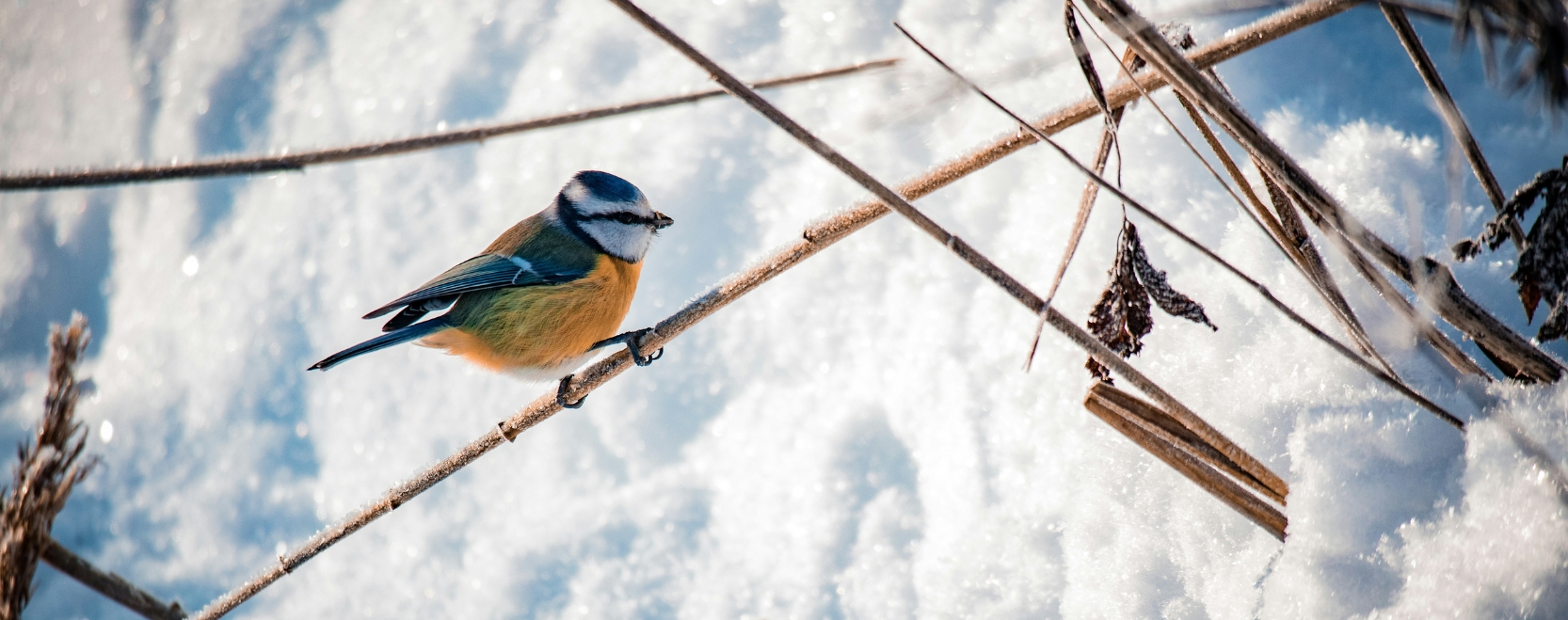 Blue Tit in the Snow