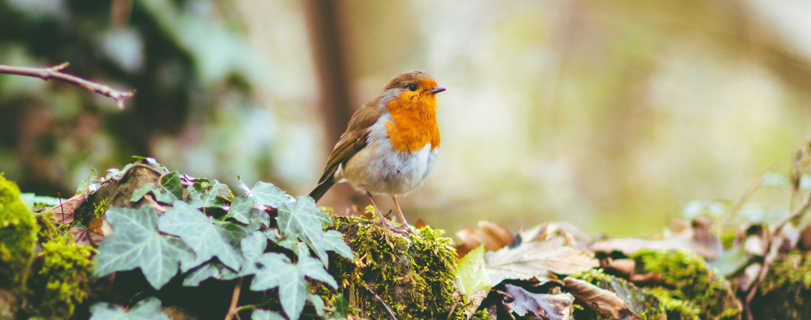 Robin in a forest