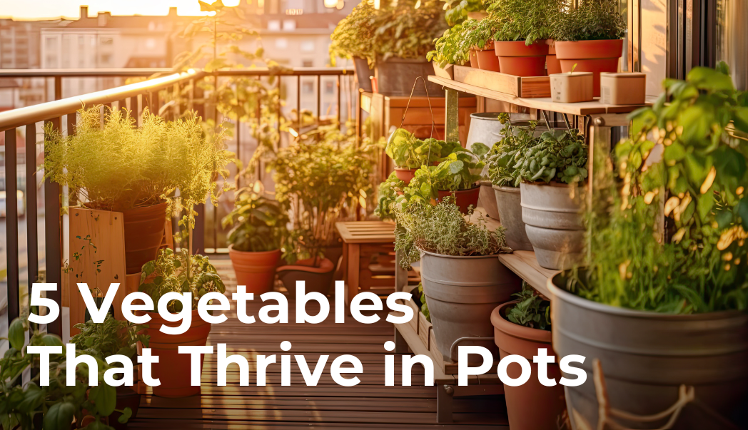 5 Vegetables That Thrive in Pots