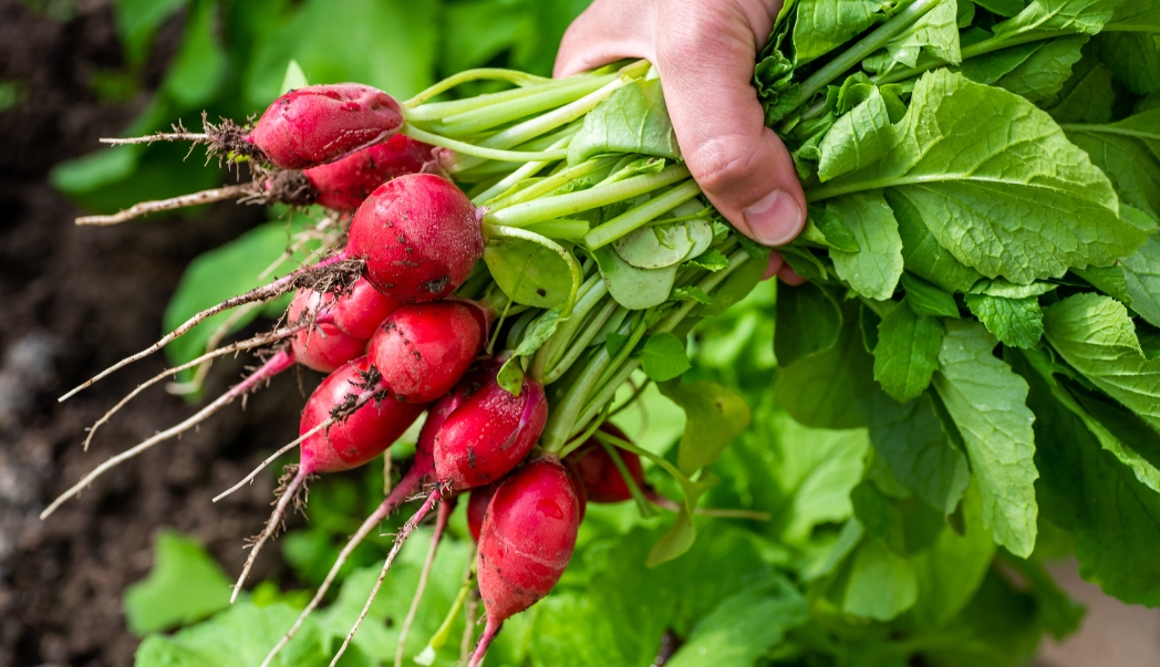Radishes being picked