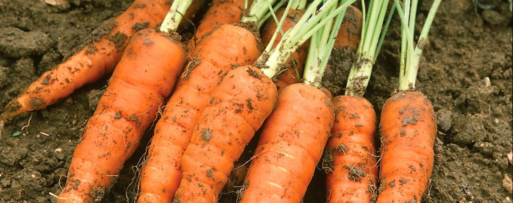 Carrots Grown From Unwins Seeds